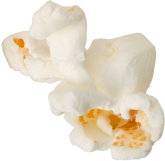 Popped popcorn kernel 